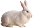 White Rabbit Free Clipart