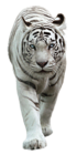 White Tiger PNG Picture | Gallery Yopriceville - High-Quality Free