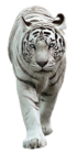 White Tiger PNG Picture