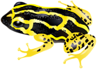 Yellow Frog PNG Clipart
