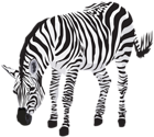 Zebra Clipart Image