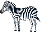 Zebra PNG Clip Art