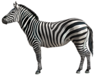 Zebra PNG Clipart Image