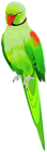 Alexander Parrot PNG Clip Art Image
