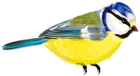 Bird Transparent PNG Clipart