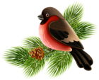 Bird and Pine Branch PNG Clipart Image