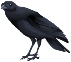 Black Bird PNG Clipart Image