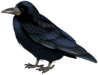 Black Crow Transparent Image
