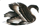 Black Swan Free Clip-art