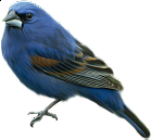 Blue Bird Clip-art