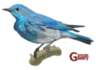 Blue Bird Hand Drawn PNG Clipart