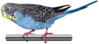 Blue Budgerigar Parakeet Transparent Image