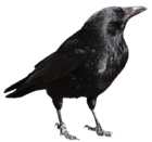 Crow Transparent PNG Picture