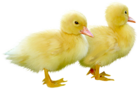 Cute Little Ducks PNG Clipart Picture