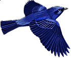 Dark Blue Bird Clip-art