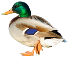 Duck PNG Picture