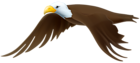 Eagle Transparent PNG Clip Art Image