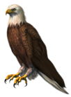 Eagle Transparent PNG Clipart Picture