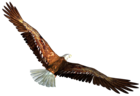 Eagle in Flight Transparent PNG Picture
