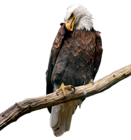 Eagle on Branch PNG Picture