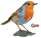 European Robin Bird Hand Drawn PNG Clipart