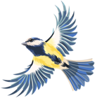 Flying Bird Transparent PNG Clip Art Image