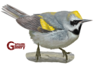Golden Winged Warbler Bird Hand Drawn PNG Clipart