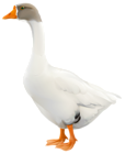 Goose PNG Clip Art Image | Gallery Yopriceville - High-Quality Images