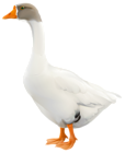 Goose PNG Clip Art Image