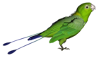 Green Parrot PNG Picture