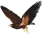 Hawk PNG Clipart Picture