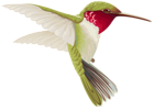 Humming Bird Transparent Clip Art Image