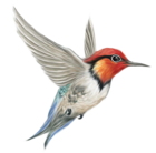 Humming Bird Transparent PNG Clipart Picture