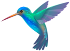 Hummingbird PNG Transparent Clip Art Image
