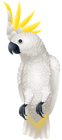 Kakadu Parrot PNG Clip Art Image