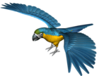 Large Blue Parrot PNG Clipart