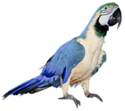 Large Blue and White Parrot PNG Clipart