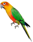 Large Parrot Clipart