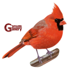 Northern Cardinal Bird Hand Drawn PNG Clipart