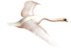 Painted Swan in Flight Free Clipart