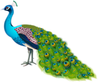 Peacock Transparent Image