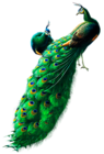 Peacocks PNG Clipart