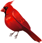 Red Cardinal Bird PNG Clipart