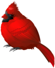 Red Winter Bird PNG Clipart Image