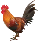 Rooster Chicken Transparent Image