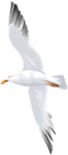 Seagull Flying PNG Clip Art Image