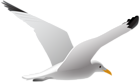 Seagull PNG Clip Art Image