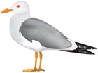 Seagull PNG Clipart