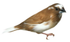 Small Brown Bird Transparent PNG Clipart Picture