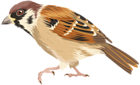 Sparrow PNG Clip Art Image